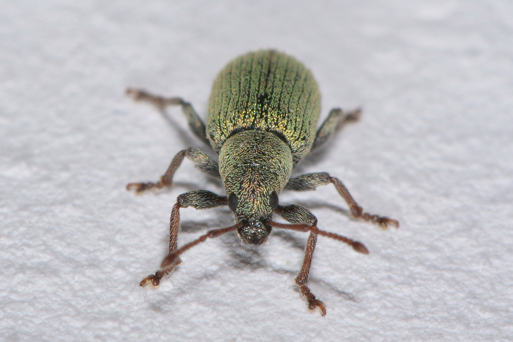Curculionidae:  Phyllobius roboretanus?  No, Phyllobius subdentatus